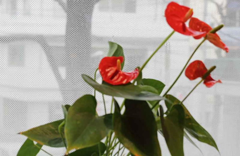 中川化學株式會社 Nakagawa Chemical - Foglas Print Gradation 磨砂玻璃印刷漸變薄膜 FP-002 - 川灃建材貼膜服務有限公司